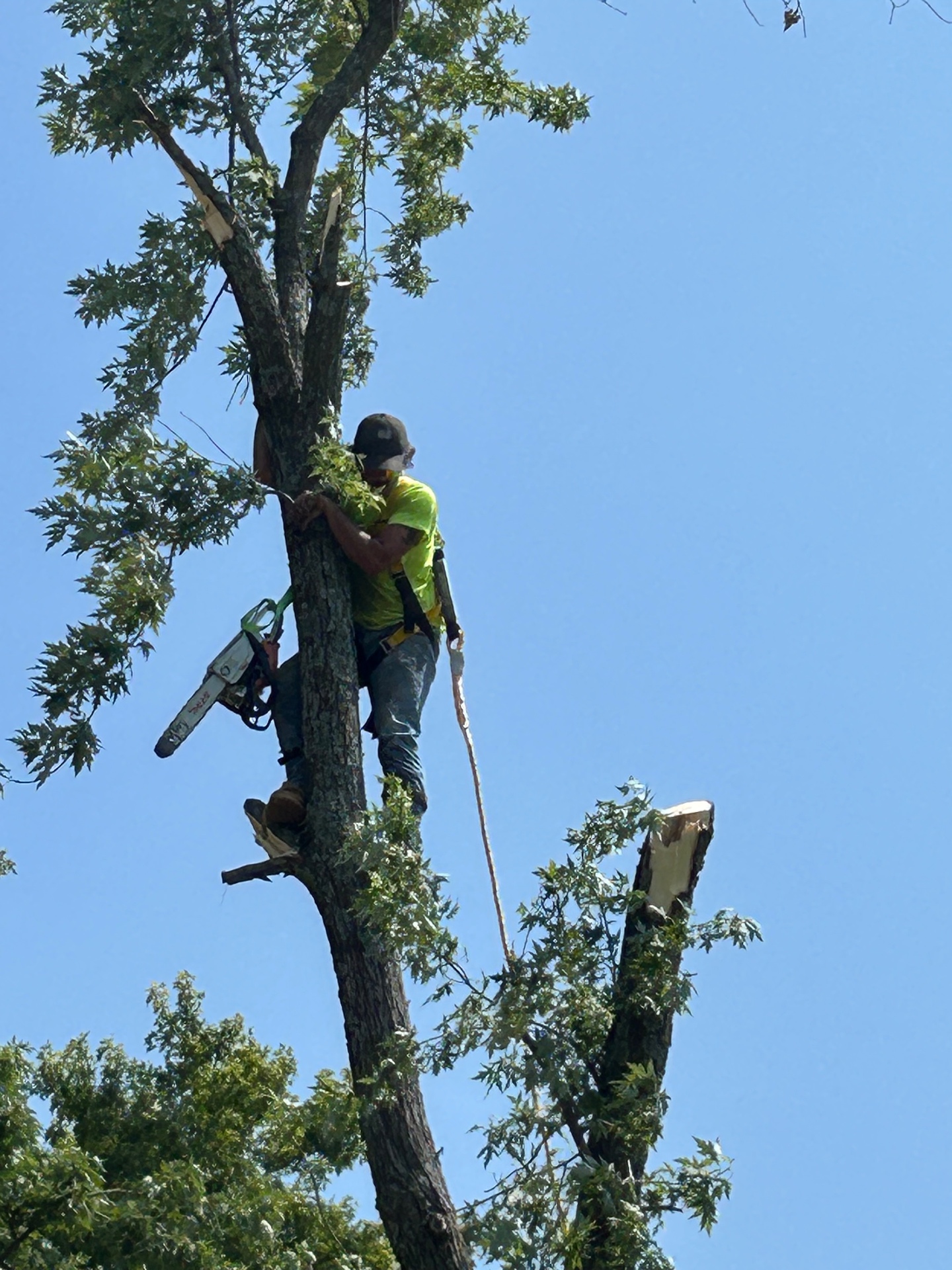 Tree Removal, Climbed & Rigged — Roping limbs down section by section, with no damage to the yard below.